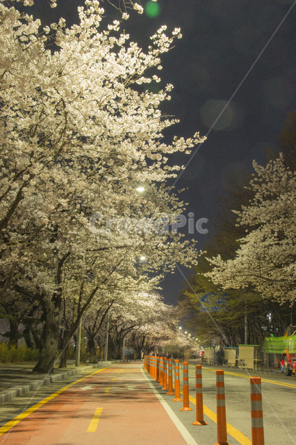 윤중로,벚꽃,장노출,서울,야경,도로,거리,축제,봄,계절,spring,season,야경,밤,풍경,nightscape,night,landscape