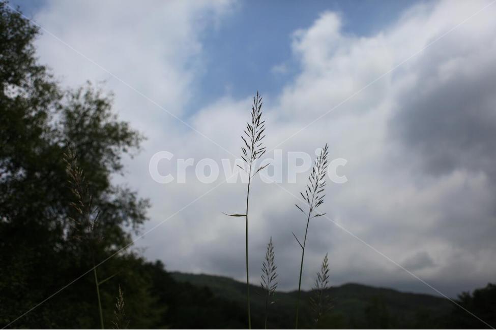 하늘,구름,나무,갈대,식물원,자연,풍경,nature,landscape,식물,plants,grass,잔디,plant,lawn