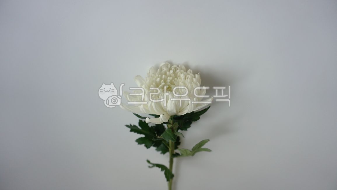 국화,국화꽃,꽃,흰색,흰꽃,흰색꽃,장례식,장례,부고,하얀,하얀꽃,흰국화,하얀국화,근조,상조,추모,white,flower,chrysanthemum