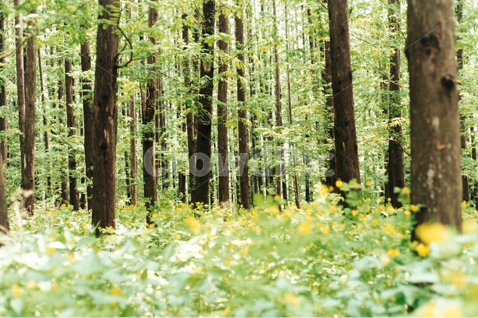 숲속,자연,풍경,풍경사진,꽃,감성,감성사진,여름,봄,나무,자연,풍경,nature,landscape,식물,plants,나무,trees,wood,휴식,힐링,rest,relaxation,healing,vegetation,초목,plant,tree,outdoors,옥외,forest,숲,land,땅,woodland,삼림지,grove,작은 숲