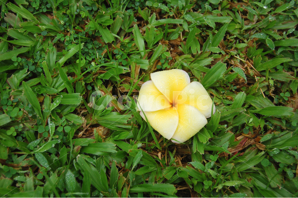 botanic,botanicgarden,garden,꽃,봄,잔디,식물,봄느낌,분위기,flower,spring,grass,lawn,풀,작은꽃,small,초록색,green,푸른,날씨,weather,일상,풍경,배경,배경사진,풍경사진,평화로운,차분한,차분함,평화로움,scene,atmosphere,calm,peaceful,tranquil,still,background,비,이슬,이슬비,dew,dewdrop,여행,ambience,quiet,낙화,도시,공원,데이트,공원데이트,나무,자연,꽃사진,flowers,nature,landscape,감성사진,하늘,sky,sunny,맑은,trip,travel,travelling,view,scenery,봄,계절,spring,season,식물,자연,plants,nature,꽃,flower,plant,leaf,잎