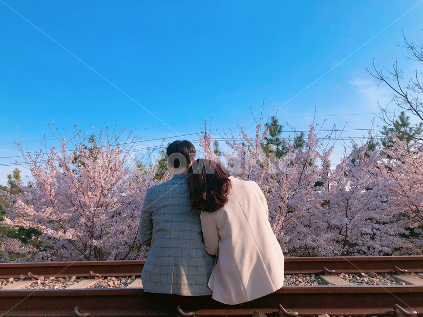 봄,벚꽃,진해,진해군항제,벚꽃축제,커플,봄,계절,spring,season,사람,인물,인간,human,person,연인,커플,사랑,lover,couple,plant,식물,cherry blossom,flower,꽃,blossom