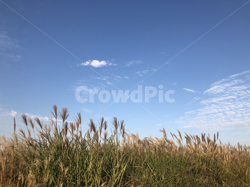 가을하늘,억새,억새축제,하늘공원,갈대,plant,가을,계절,fall,autumn,season,grass,잔디,식물,lawn,reed