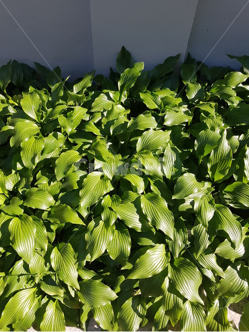식물,잎,이파리,풀잎,풀,초록,자연,식물,자연,plants,nature