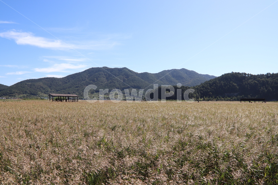 nature,자연,outdoors,옥외,순천만,갯벌