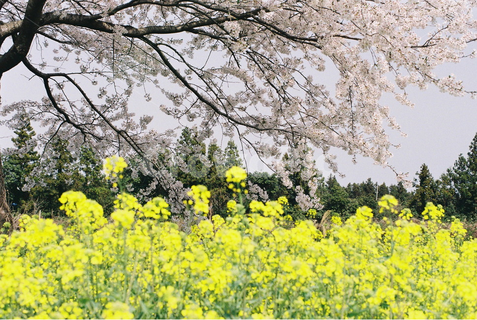 필름사진,제주,가시리,벚꽃,유채꽃,녹산로,꽃,봄,계절,spring,season,풍경,자연풍경,nature,아날로그,film,필름,식물,자연,plants,nature,꽃,flower
