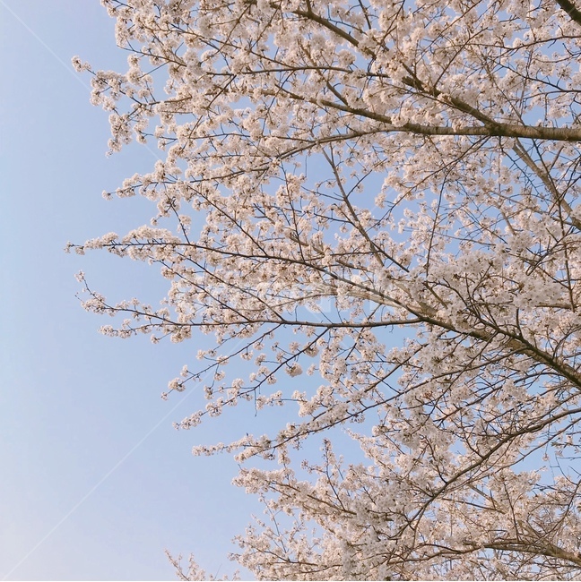 벚꽃,봄,파스텔,꽃,하늘