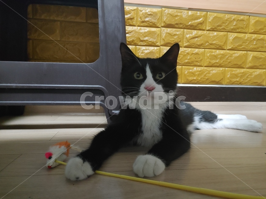 동물,pet,cat,고양이,반려묘