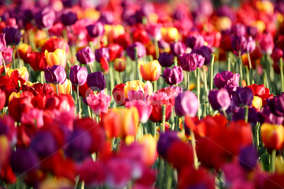 감성사진,튤립,꽃,봄,어버이날,republicofkorea,식물,자연,plantsnatureflower,감성,sensiblefeeling,색깔,색상,색채,색감,봄나들이,flower,landscape,colorsensitivity,빛,봄,계절,spring,season,식물,자연,plants,nature,꽃,flower,plant,blossom