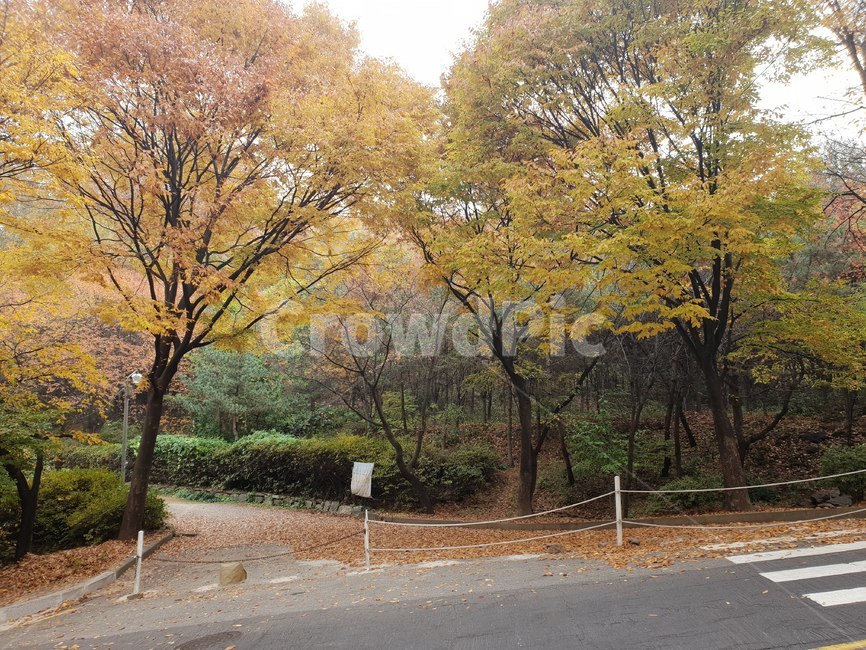 가을,산,단풍,낙엽,산책로,fall,autumn,mountain,autumncolors,fallfoliages,trail,가을,계절,fall,autumn,season,tree,나무,plant,식물,tree trunk,나무 줄기