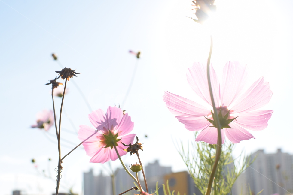 코스모스,꽃,과노출,과다노출,햇빛,해,태양,풍경,flower,cosmos,landscape,가을,계절,fall,autumn,season,식물,자연,plants,nature,꽃,flower,plant