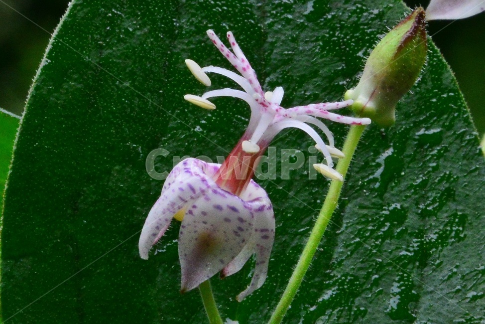 plant,식물,blossom,flower,꽃,야생화,뻐꾹나리꽃,뻐꾹나리,흰뻐꾹나리