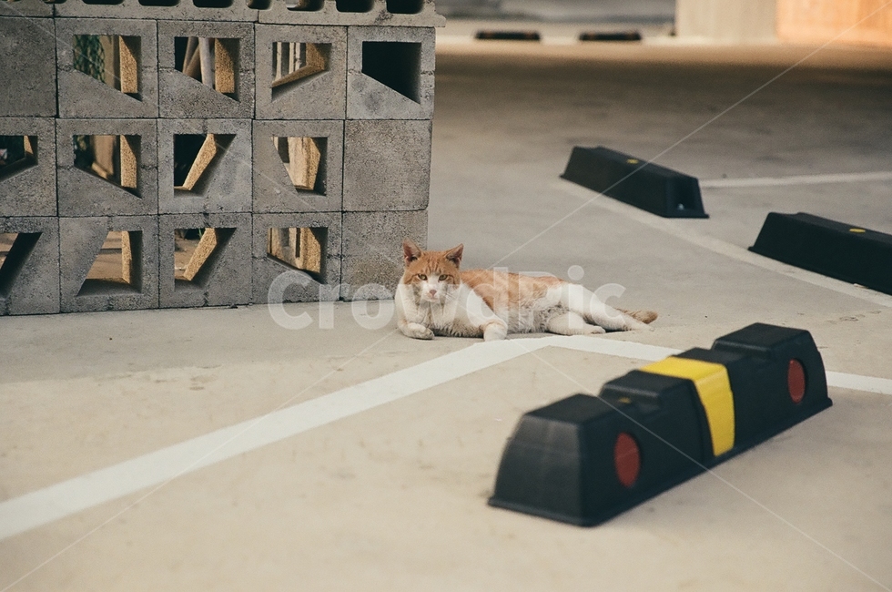 귀여움,야옹,반려동물,cats,mammals,animals,cute,meow,pets,mammal,포유류,cat,고양이,pet,abyssinian,동물,animal,아비시니안,manx,동물,animal,포유류,mammal,고양이,cat,kitten,kitty