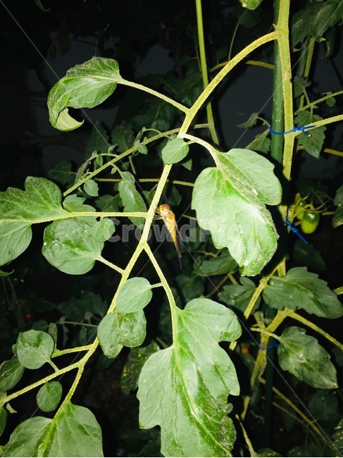 leaf,잎,plant,식물,잠자리,방울토마토,식물,자연,plants,nature