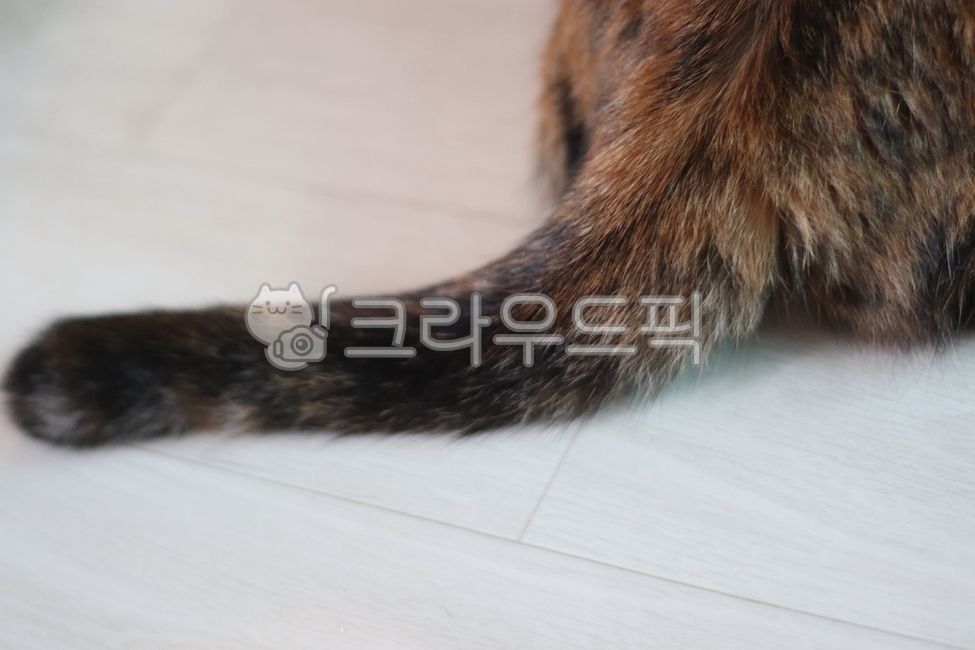 Chaos,Cute cat,cat tail,koreanshorthairs,three colors,chaos cat,Korean Shorthair,house cat,cat,Asura,fat cat