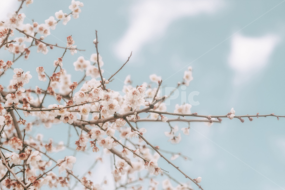자연,매화,꽃,봄,매화꽃,spring,flower,nature,식물,plant,봄,계절,spring,season,식물,자연,plants,nature,꽃,flower,blossom