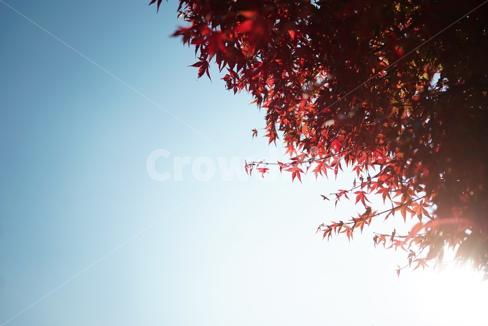 가을,단풍,하늘,감성,fall,가을,계절,fall,autumn,season,plant,식물,leaf,잎,tree,나무,maple