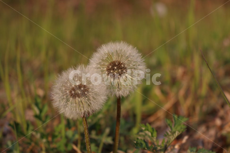 민들레,홀씨,희망,커플,바람,식물,자연,plants,nature,꽃,flower