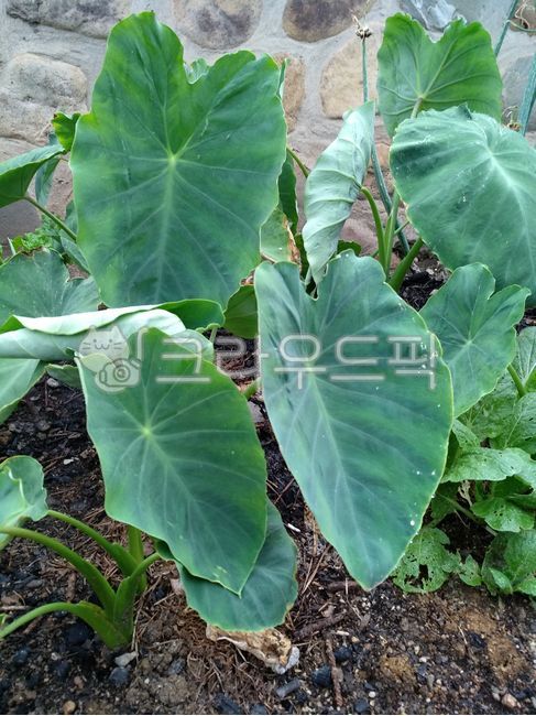 토란,토란재배,토란농사,토란잎,토란식물,농작물,채소