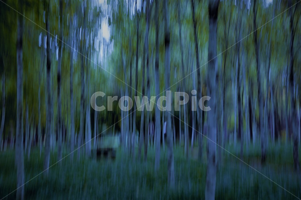 남이섬,자작나무,가을,나무,단풍,자연,풍경,nature,landscape,land,땅,outdoors,옥외,plant,식물,vegetation,초목,tree,forest,숲,woodland,삼림지