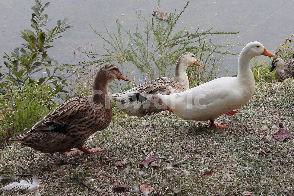 오리,산책,공원,휴식,율동공원,쉼,동물,animal,조류,새,birds
