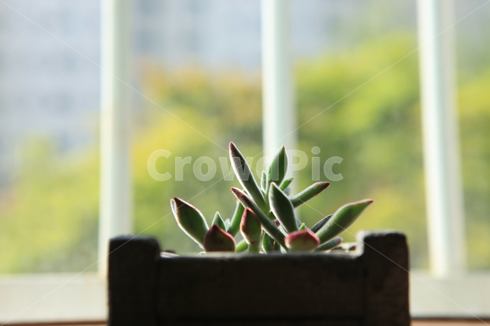 창가,plant,식물,봄,화분,따스함,다육이,솜털,실내