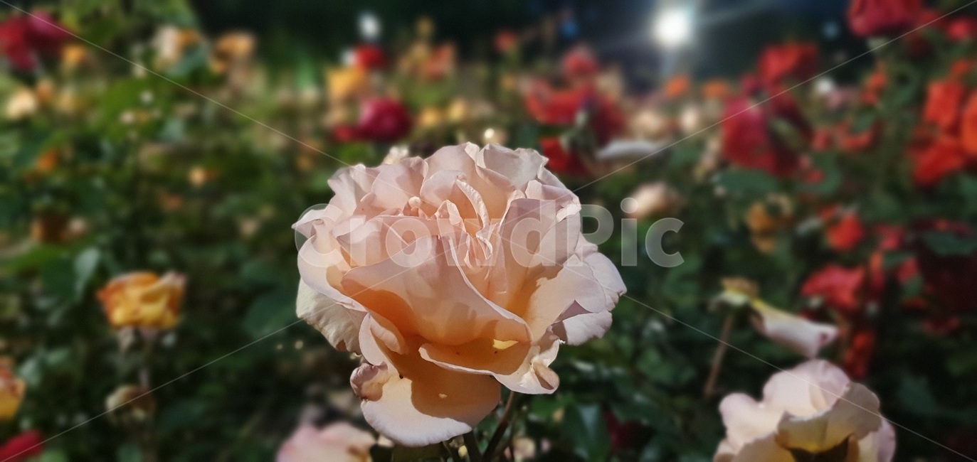 꽃,장미,flour,rose,장미밭,핑크,pink,garden,정원