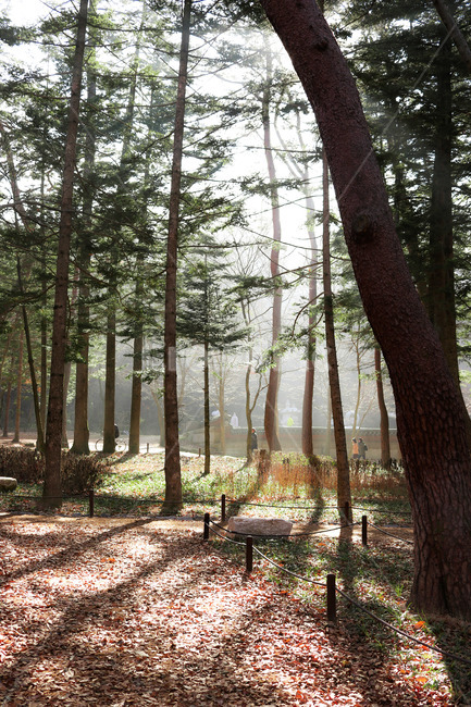 plant,식물,tree,나무,나무줄기,ground,바닥,treetrunk,작은숲,숲,자연,자연,풍경,nature,landscape