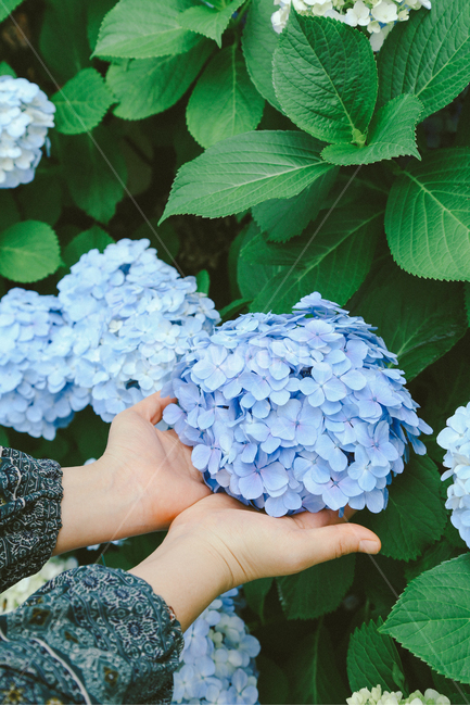 수국,여름,감성사진,색감,자연,풍경,식물,자연,plants,nature,꽃,flower,사람,인물,인간,human,person,신체일부,몸,body