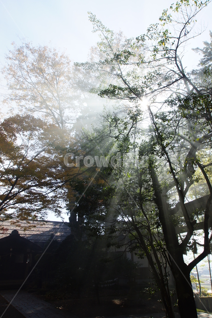 light,빛,flare,플레어,sunlight,나무,빛내림,햇빛,신비