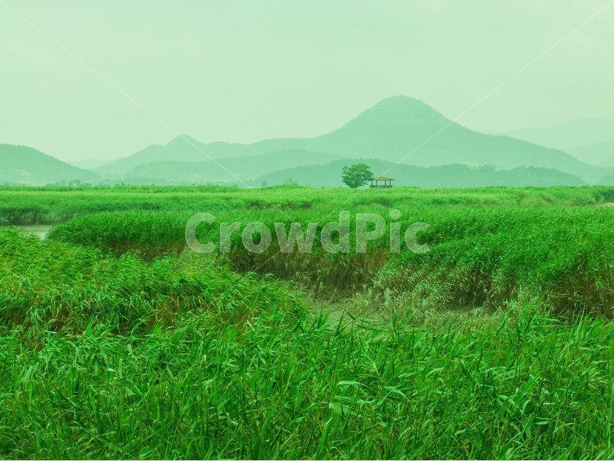풍경,순천만,여름,자연,힐링,자연,풍경,nature,landscape,한국자연풍경,한국자연경관,korea nature landscape,outdoors,옥외,field,들,grassland,목초지