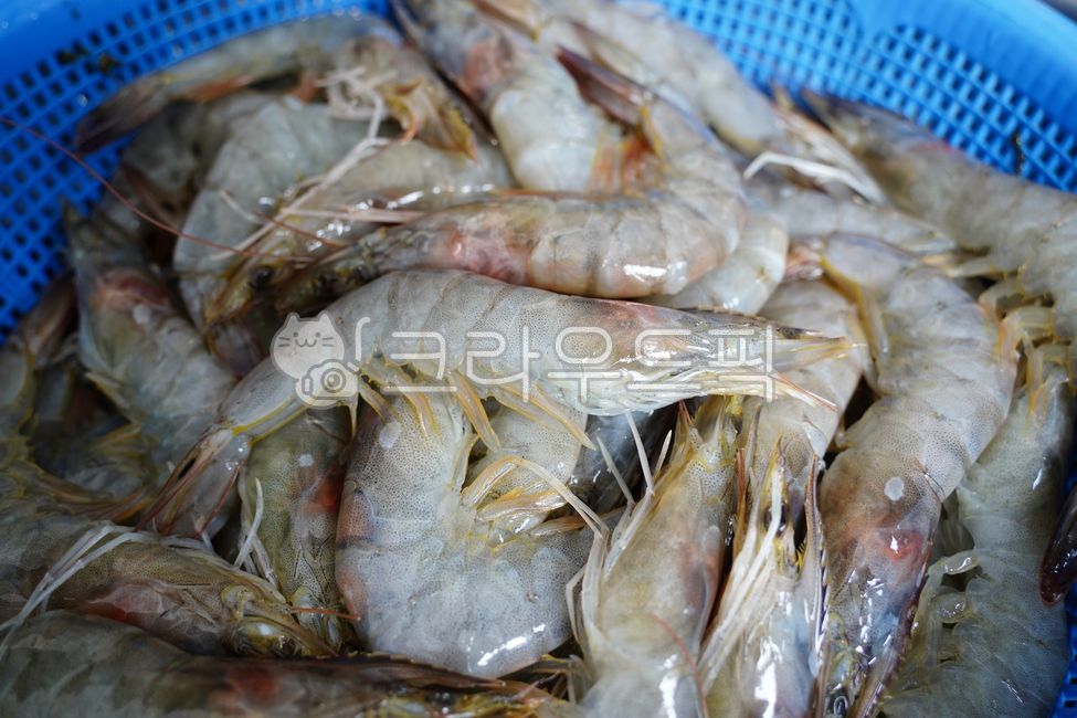 shrimp,prawn,white shrimp,raw,fresh,fresh,seafood,aquatic products,seafood,basket