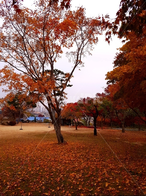 단풍,가을,풍경,빨강,맑음,자연,가을,계절,fall,autumn,season,식물,자연,plants,nature,나무,trees,wood,tree,plant,ground,바닥