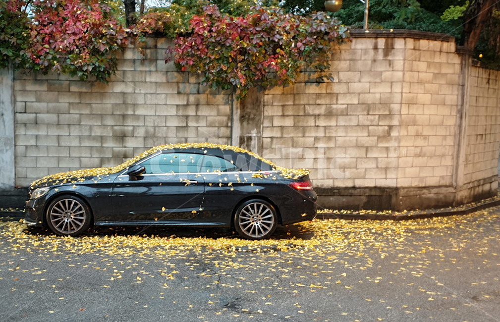 자동차,타이어,은행나무,벽,꽃,가을,계절,fall,autumn,season