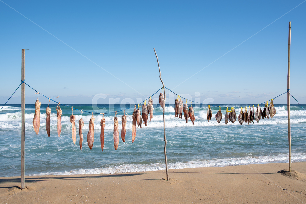 동해,바닷가,생선,경관,관광,힐링,강원도,하늘,푸른,파란,파도,해변,어류,건어물,말린생선,건조,자연건조,자연,수산업,말린,건조한,먹거리,식재료,유니크,흥미로운,특이한,어촌,어업,건조대,해풍,바람,겨울,바다,동해바다,겨울바다,식품,겨울바람,해산물,추위,요리,물고기,가자미,자연,풍경,nature,landscape,해변,바다,beach,sea,산업,industry,industrial,어업,fishery,fishing industry,ocean,대양,outdoors,옥외,water,물,shoreline,해안선,coast,연안