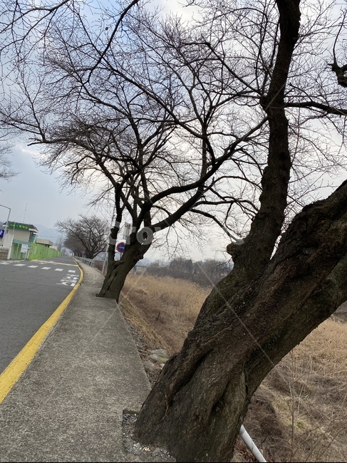 road,도로,아스팔트,나무,tree