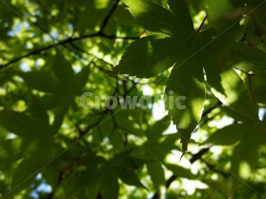 나뭇잎,자연,초록색,힐링,여름,leaf,nature,green,heeling,summer,감성,emotional,식물,자연,plants,nature