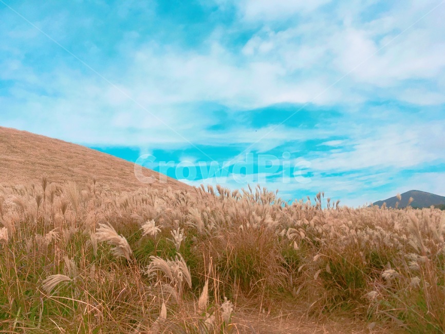 새별오름,제주도,갈대,갈대밭,자연,하늘,감성,가을,계절,fall,autumn,season,자연,풍경,nature,landscape