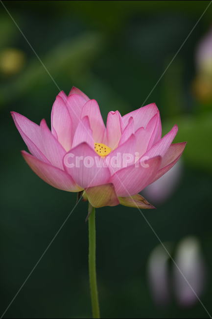 꽃,연꽃,식물,여름,연잎,식물,자연,plants,nature,꽃,flower