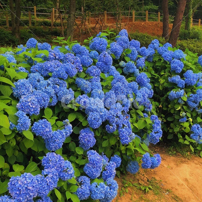 수국,수국꽃,수국나무,꽃,flower