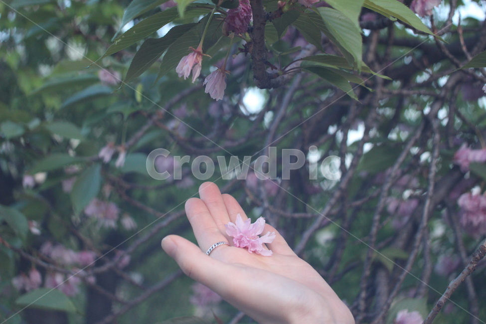 꽃,벚꽃,겹벚꽃,접사,도로,봄,계절,spring,season,식물,자연,plants,nature,꽃,flower,감성,sensible,feeling,plant