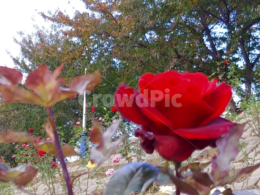 장미,봄꽃,식물,빨간장미,꽃,식물,자연,plants,nature,꽃,flower