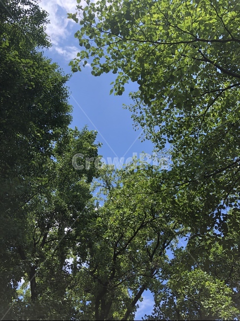 여름,하늘,나무,식물,공원,자연,tree,plant