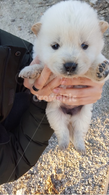 강아지,멍멍이,하얀강아지,귀여움,사랑스러움,puppy,cute,lovely,콧물