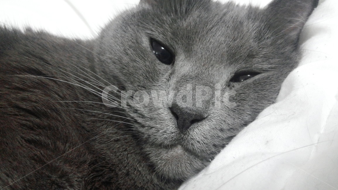 고양이,러시안블루,돼냥이,러블,귀여움,cute,수염,귀여워,사랑스러움,동물,animal,포유류,mammal,고양이,cat,kitten,kitty