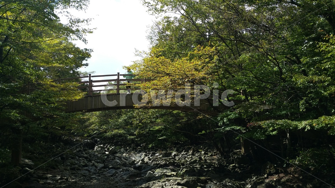 사려니,사려니숲길,제주사려니숲길,제주관광명소,계곡,자연,풍경,nature,landscape,water,물,outdoors,옥외