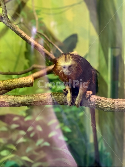 animal,동물,monkey,원숭이,wildlife,야생동물,포유류,동물원,zoo,사육,trial,나무,tree