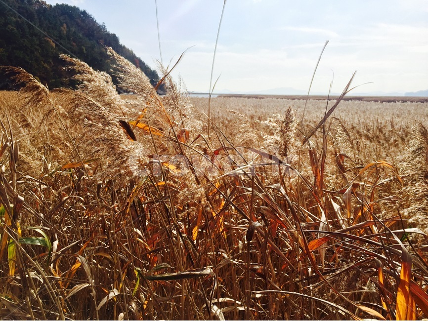 순천,순천만,가을,갈대,풍경,가을,계절,fall,autumn,season,식물,자연,plants,nature,plant,vegetable,야채,food,음식,grain,곡물