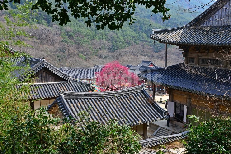 outdoors,옥외,architecture,건축물,building,건물,plant,식물,구례,화엄사,사찰,절,불교,유적지,문화재,경치,경관,풍경,홍매화,흑매,화엄사홍매화,지붕