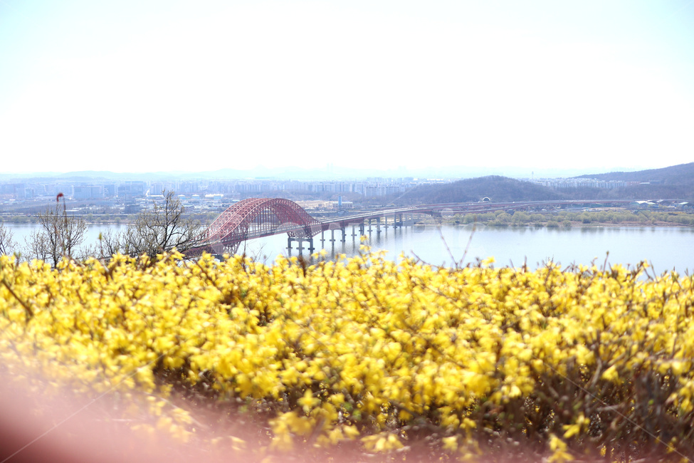 방화대교,풍경,개나리꽃,한강다리,view,뷰,행주대교